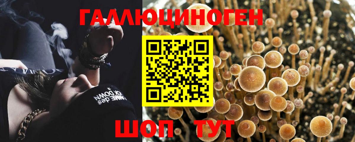 как найти закладки  Галлюциногенные грибы ЛСД  Ковров  Вход с VPN  Псилоцибиновые грибы Psilocybe 